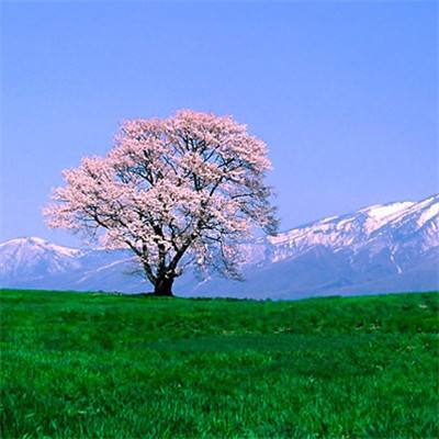 不该瞒着妻子参加漫展第一集动漫