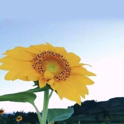 3D乡村飙车赛