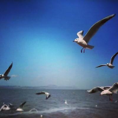 沙漠装甲坦克