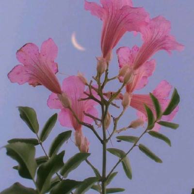国王的勇士6